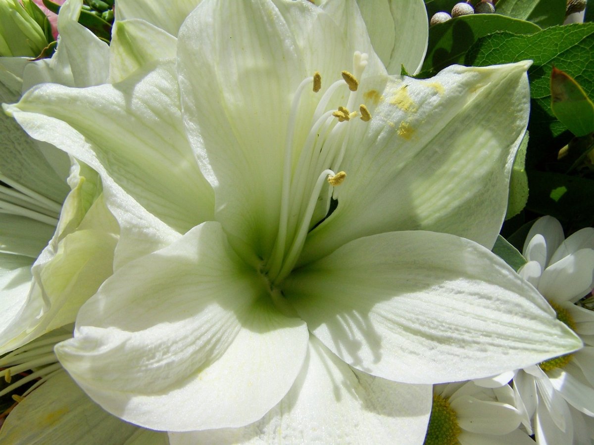 фото белые лилии крупным планом