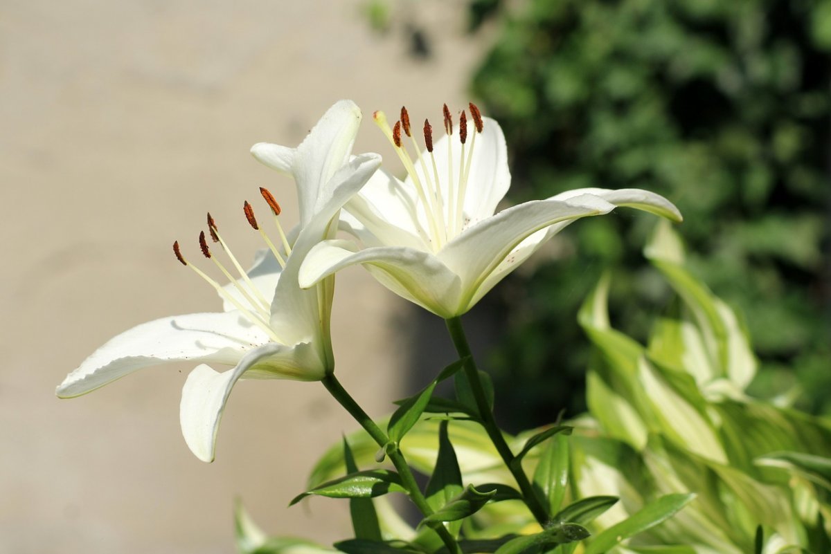Лилия кустовая белая