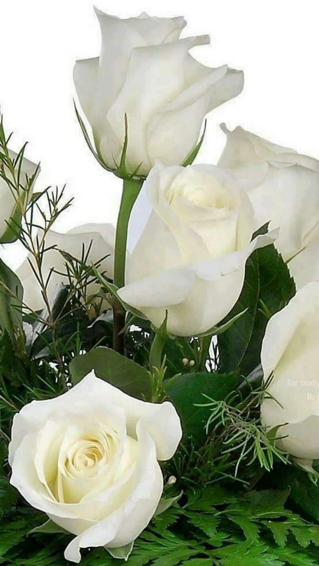 фото цветов розы белые