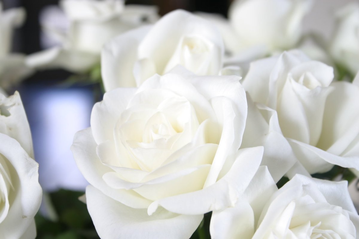 Самая Большая Белая Роза