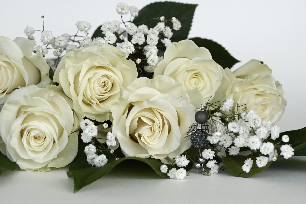 Красивые белые цветы