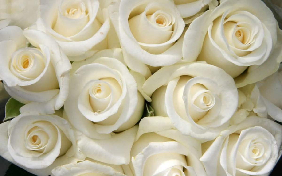 Бело розовые цветы