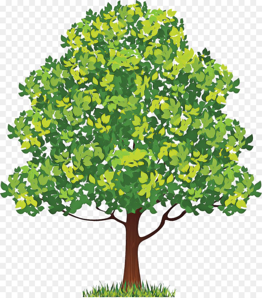 Дерево липа для детей