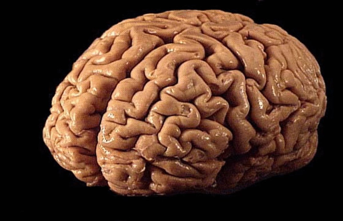 Настоящий человеческий мозг