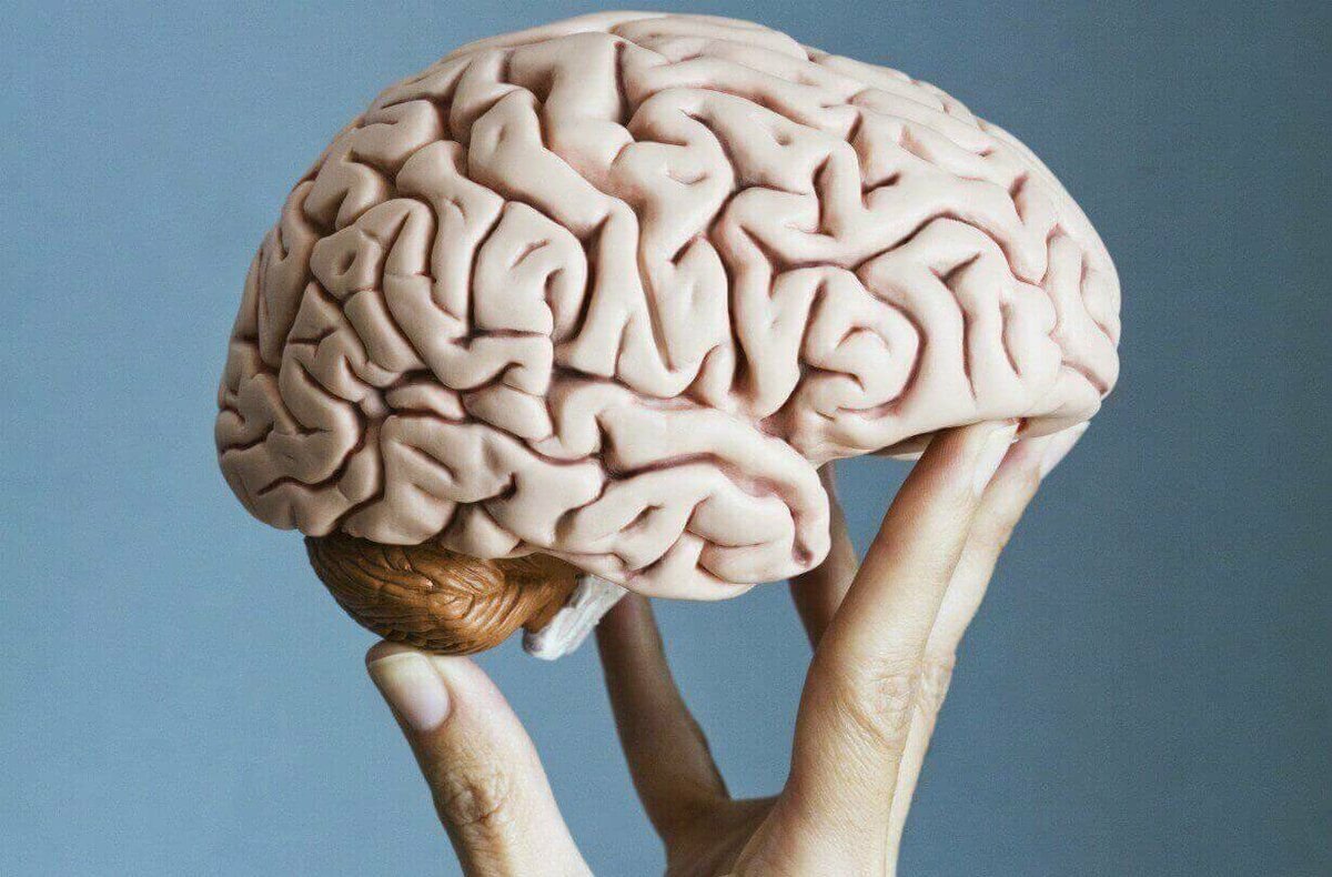 Половина человеческого мозга