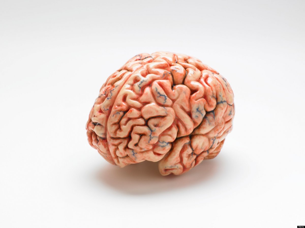 Как выглядит головной мозг человека фото