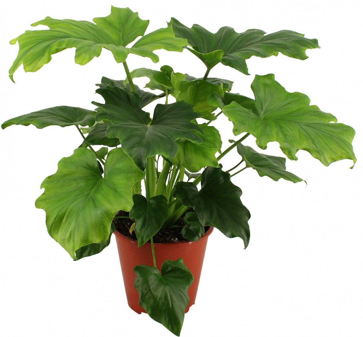 комнатное растение с резными листьями фото