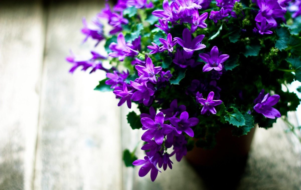Фиолетовые Домашние Цветы