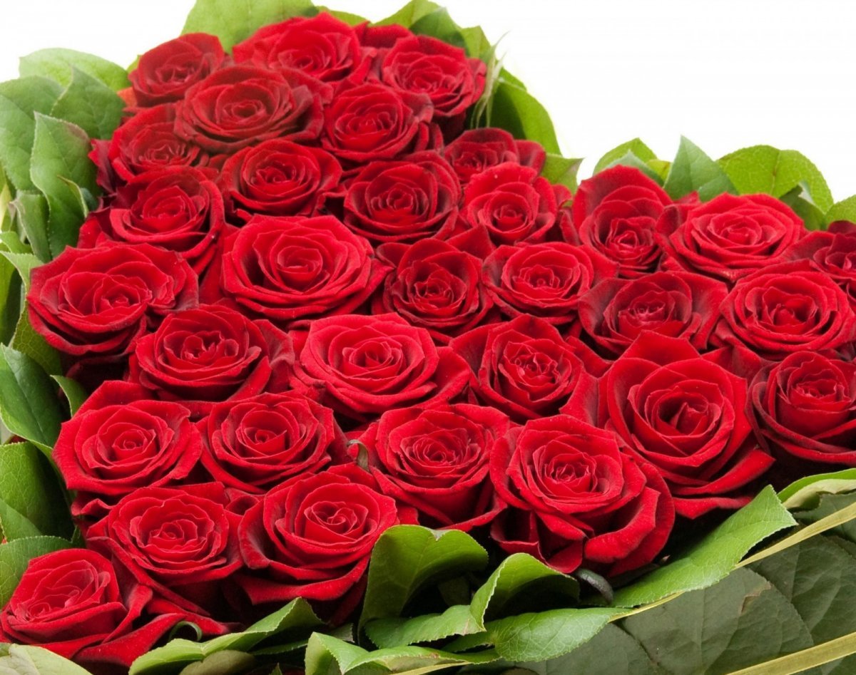 Букеты красных роз фото бесплатно