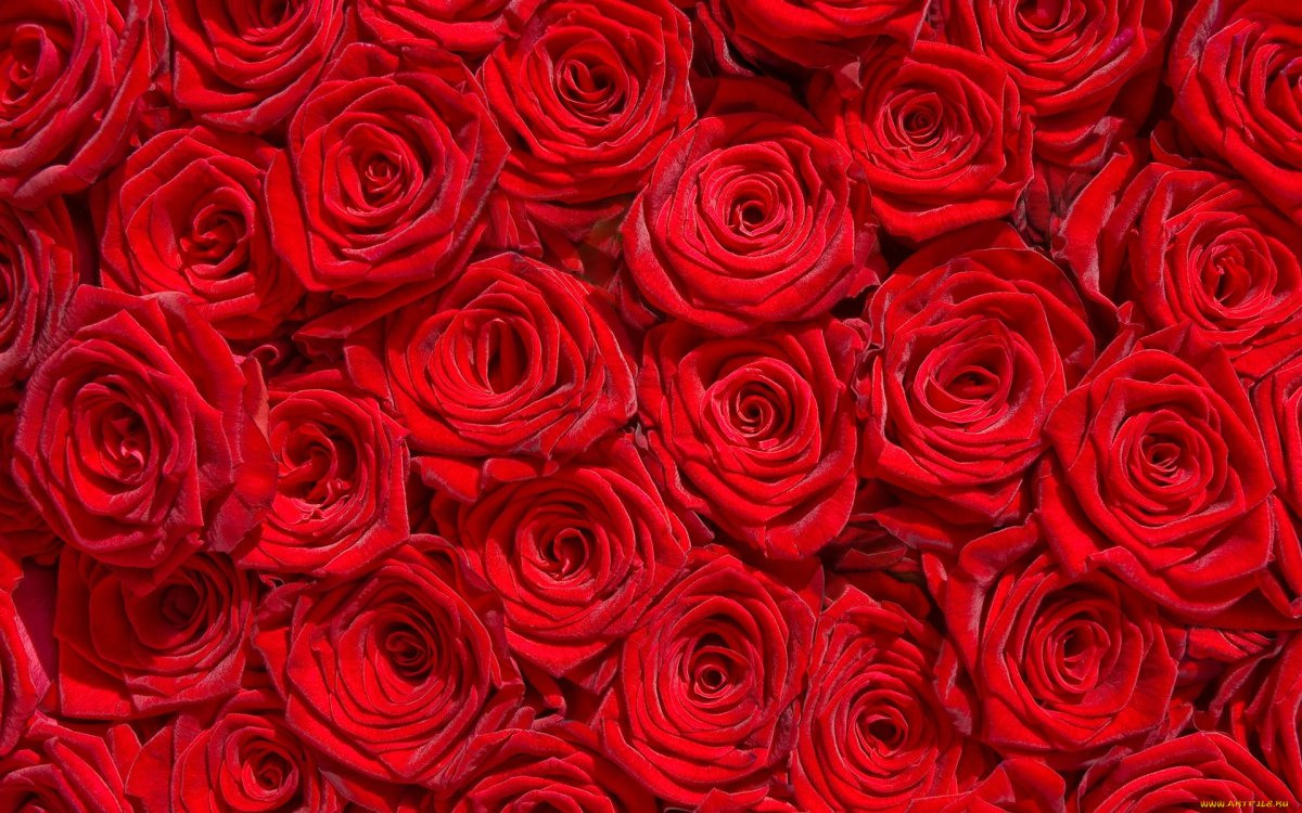 Букет цветов красные розы картинки