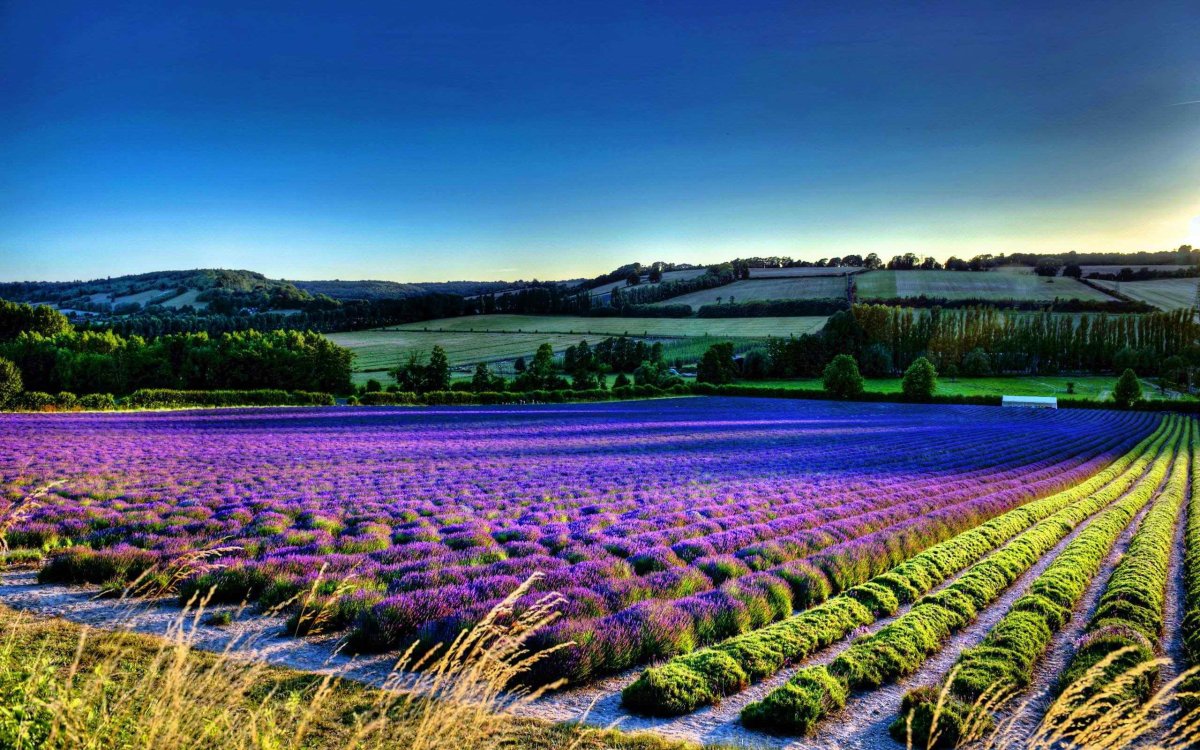 Лавандовые поля в Провансе Франция