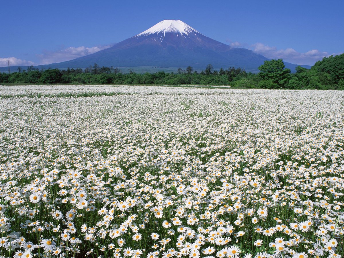 Фудзи+хризантемы Япония поле цветов