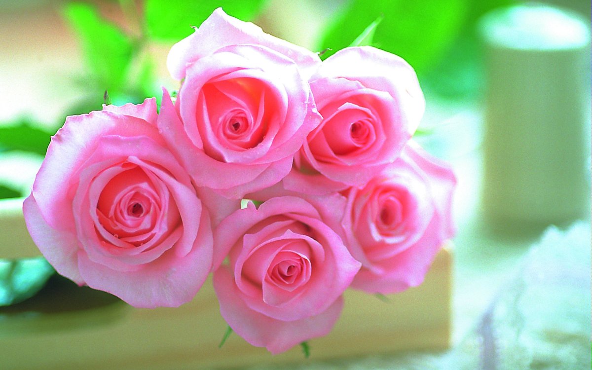 фотография розовых роз