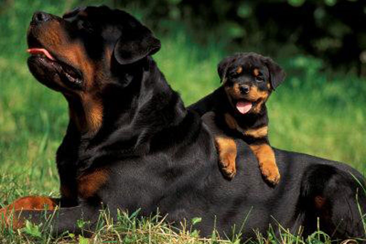 Порода собак ротвейлер фото характеристики