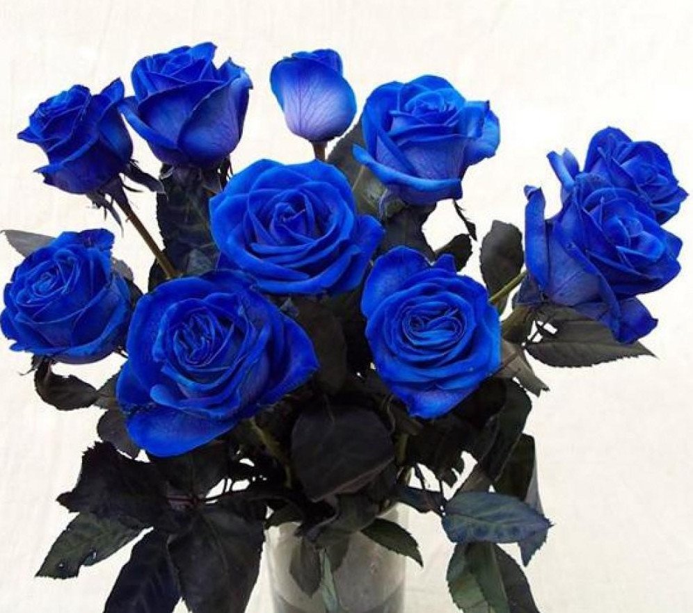 Синяя роза Беатрис