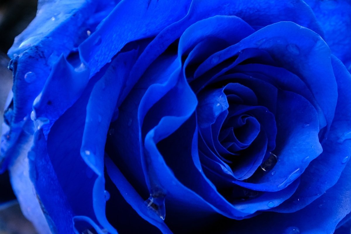 Роза голубой шторм фото
