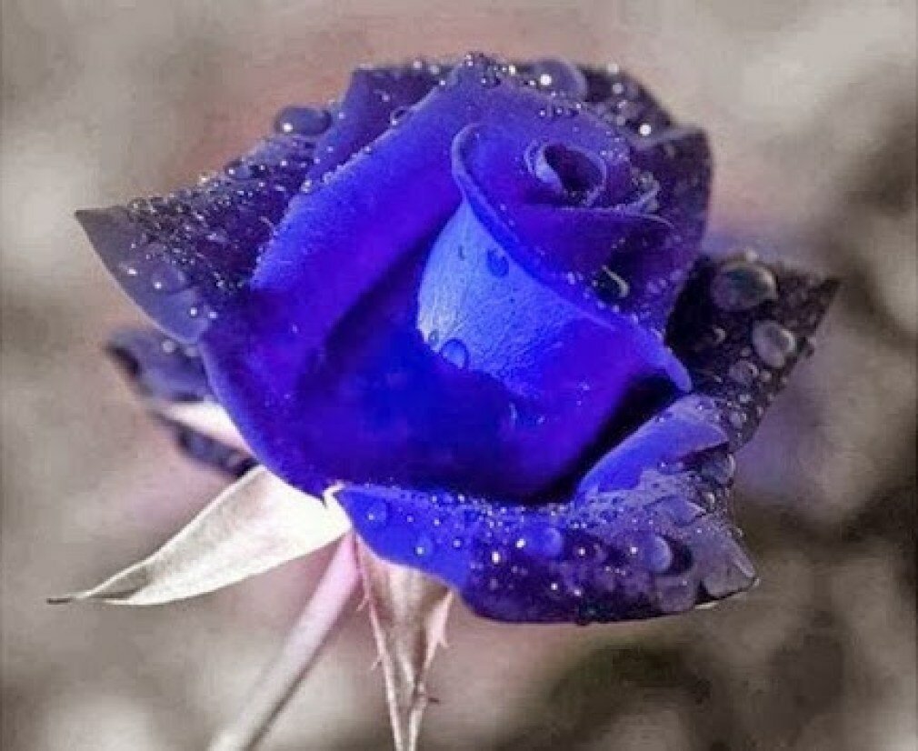 Красно синие розы