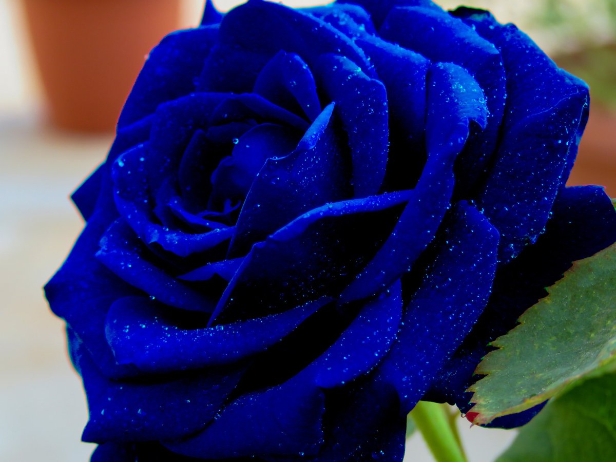 Красные розы синие фиалки
