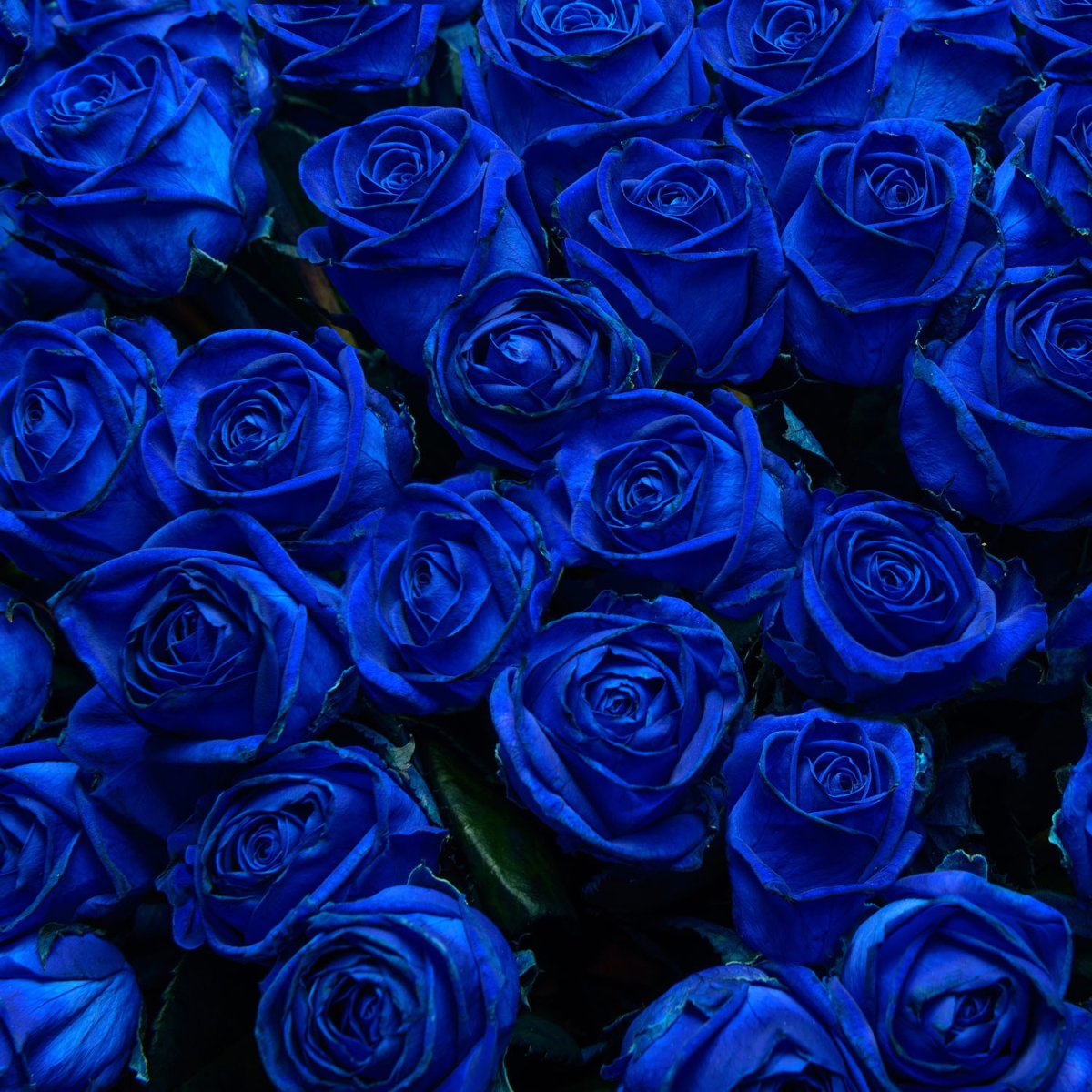 Панели синие розы