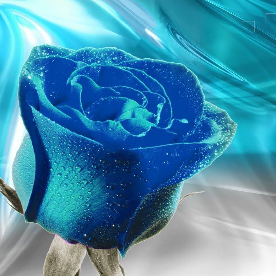 Фотообои синяя роза
