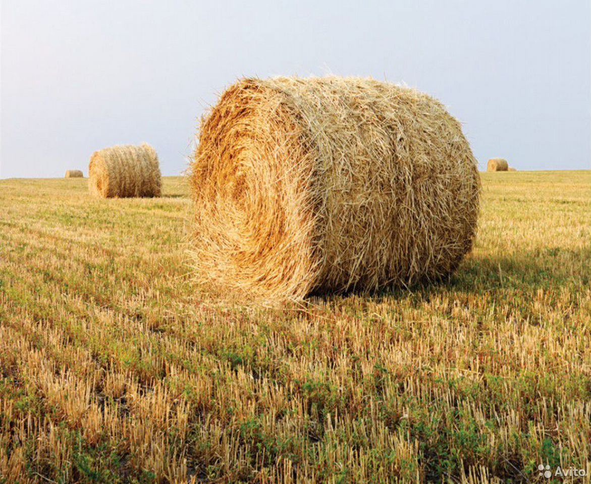 Купить сено в тульской. Солома пшеничная тюк (10-12 кг). Ячменная солома. Тюк сена 30 кг. Солома в тюках.