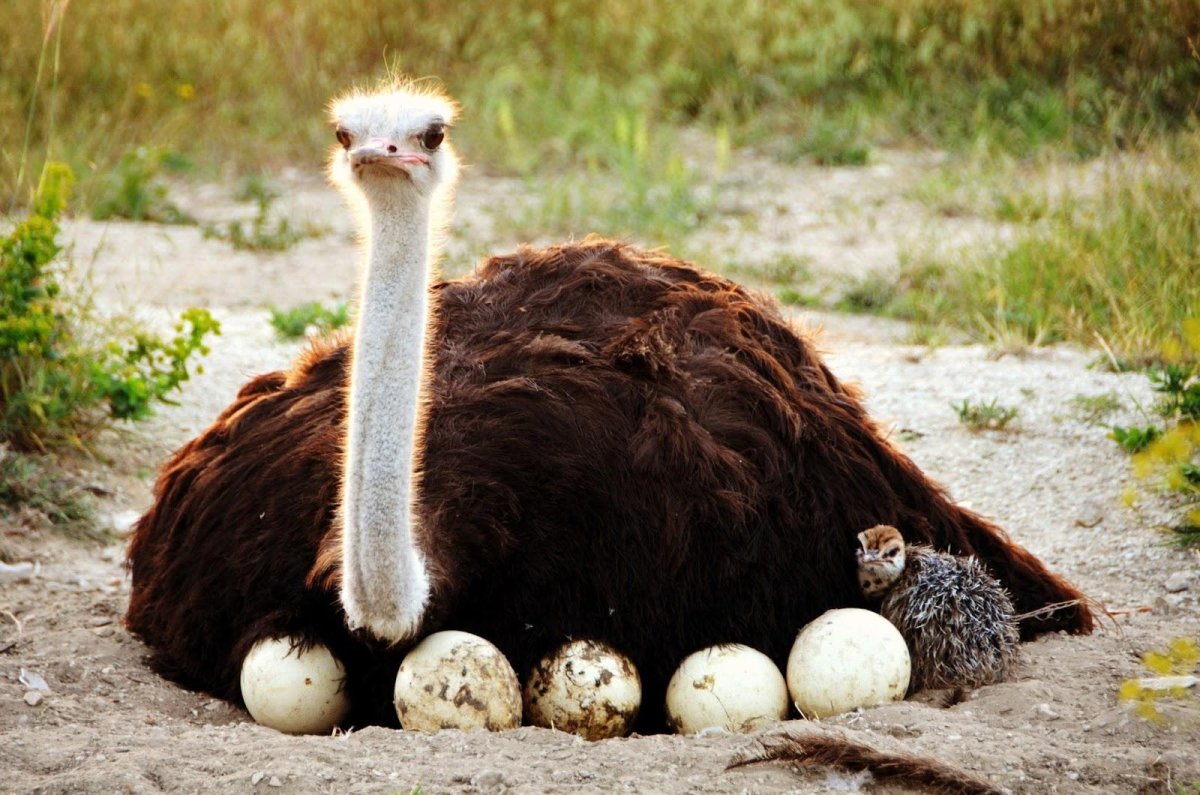 Африканский страус высиживает яйца