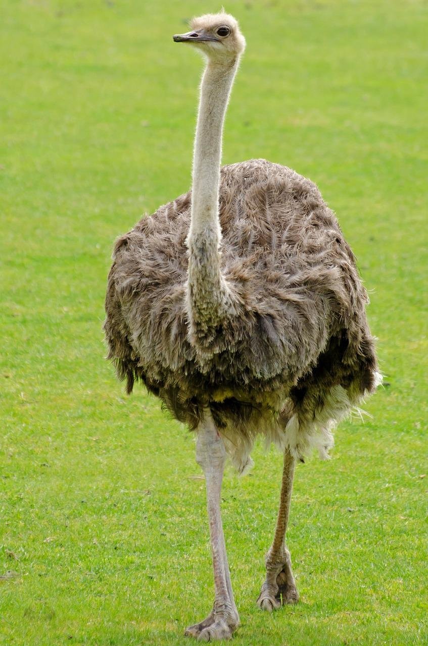 страус фото в полный рост
