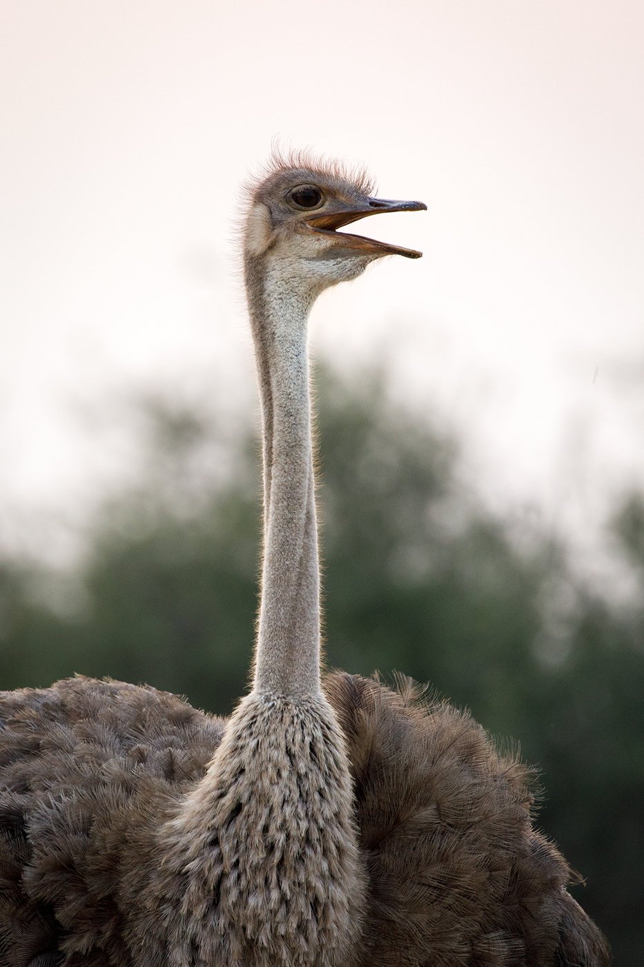 страус фото в полный рост