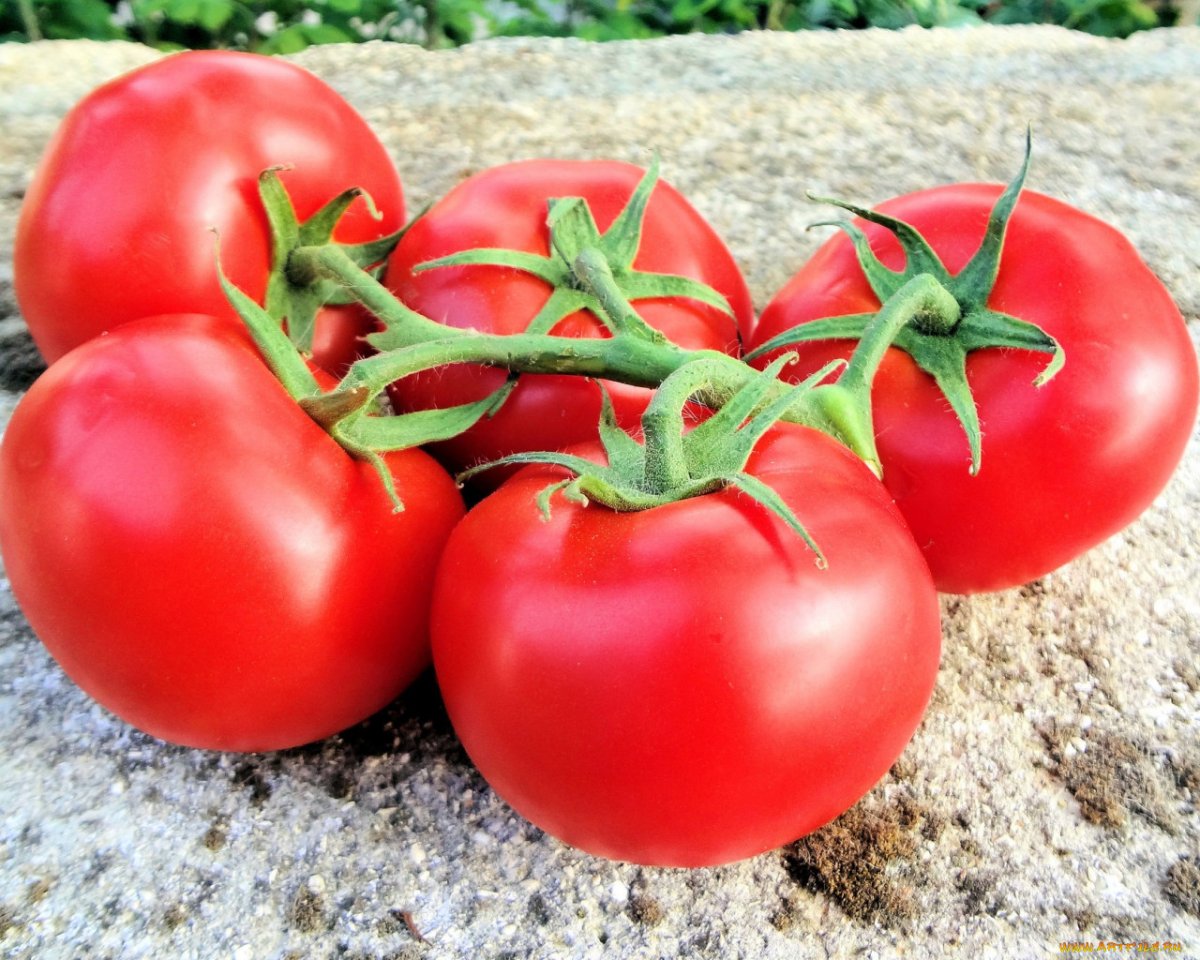 помидор томат фото