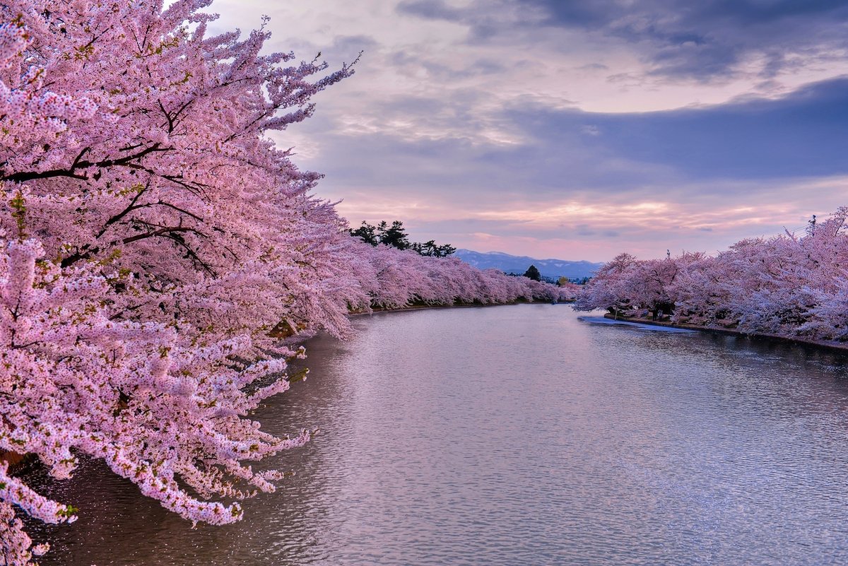 Сакура дерево цветение