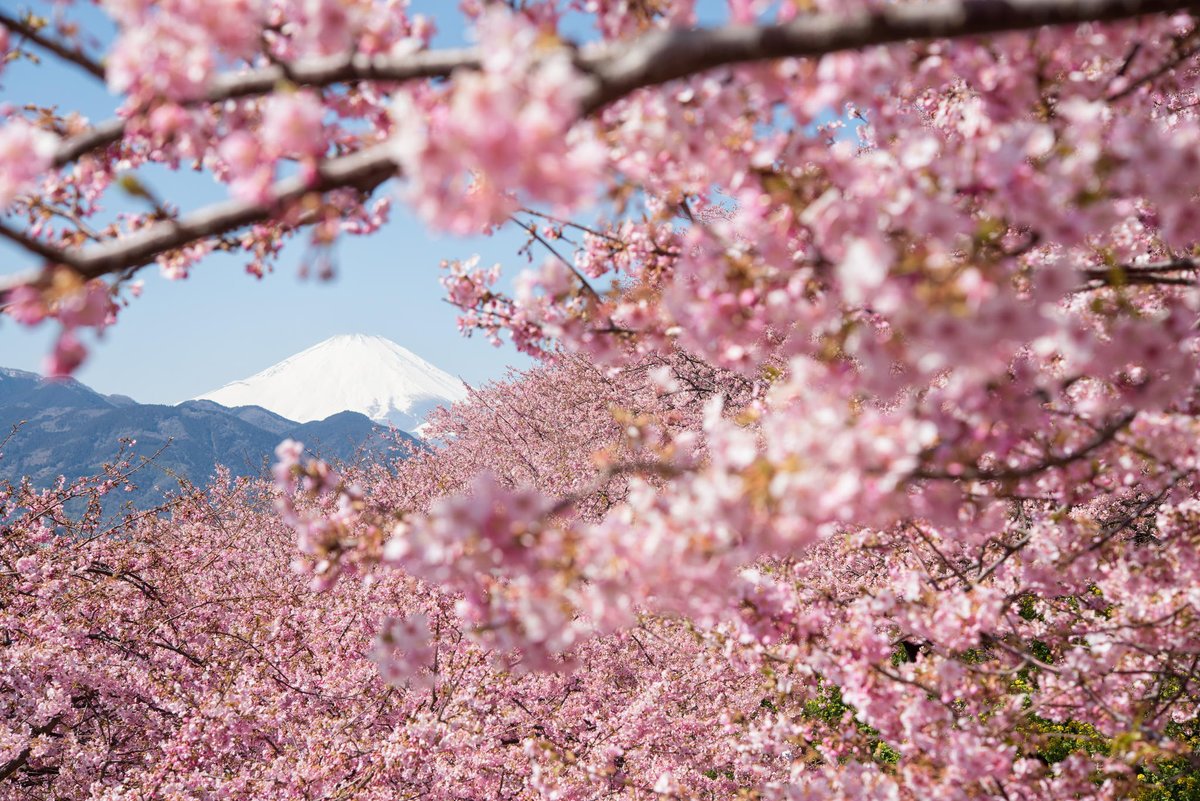 фотографии цветущей сакуры
