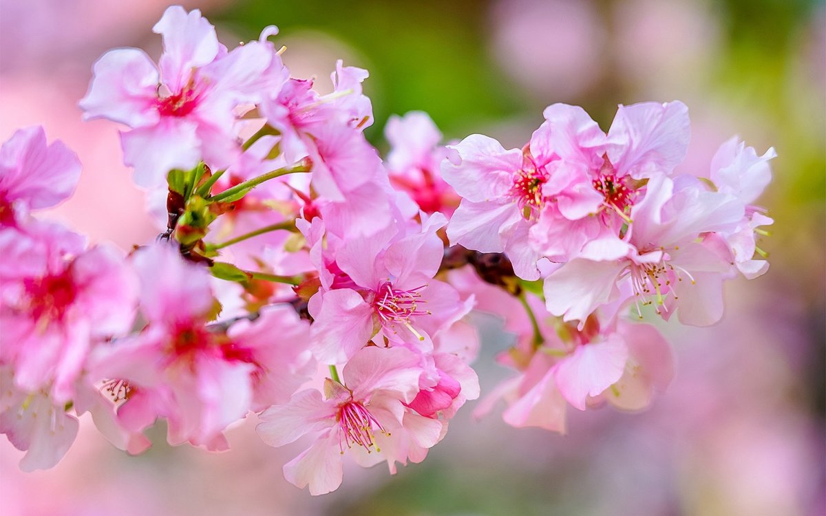 Сакура цветы фото картинки