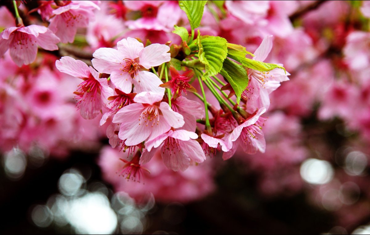 Фото сакуры в цвету в хорошем качестве