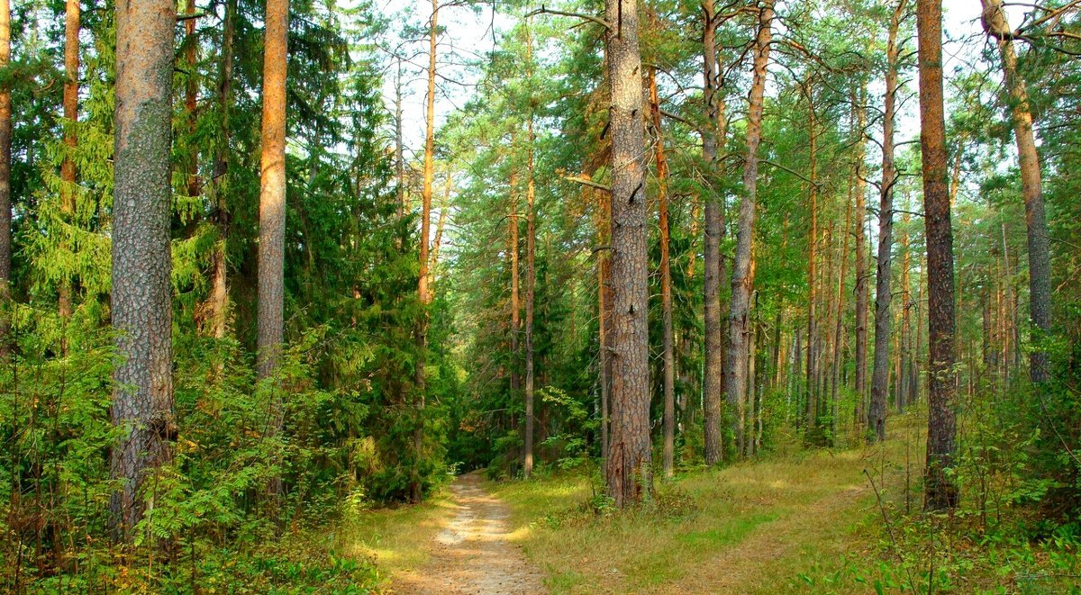 Хвойный лес Нижний Новгород