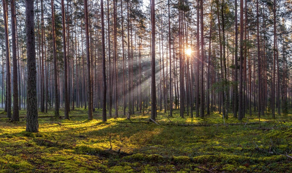 Лужский лес