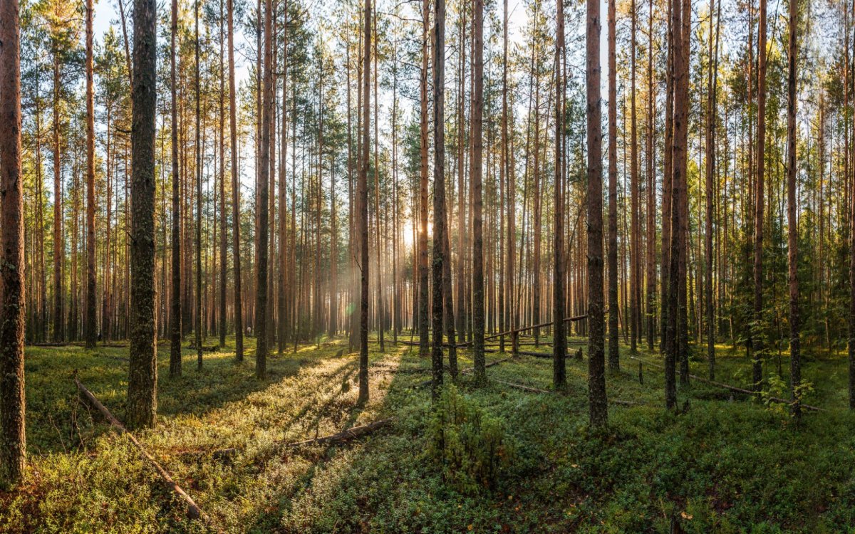 Сосновый лес картинки красивые