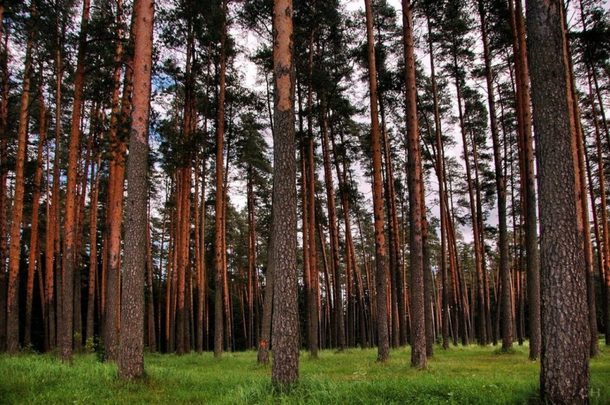 Картинки сосны в лесу