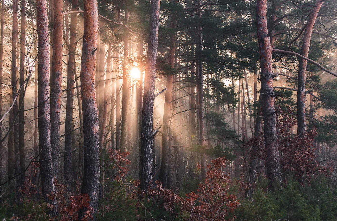 Утро в Сосновом лесу фото