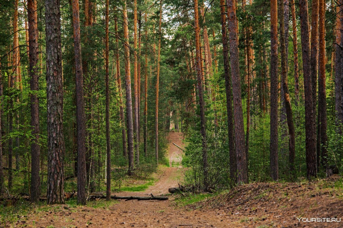 Картинки сосновый лес летом