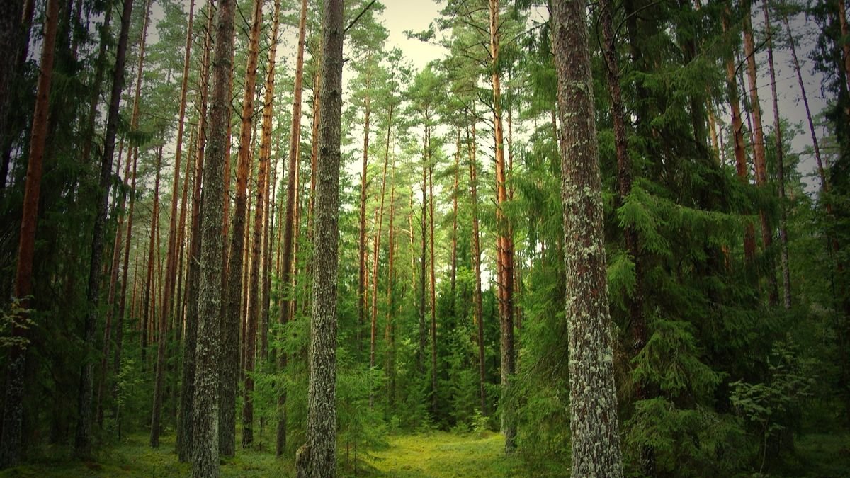 Сосновый лес картинки
