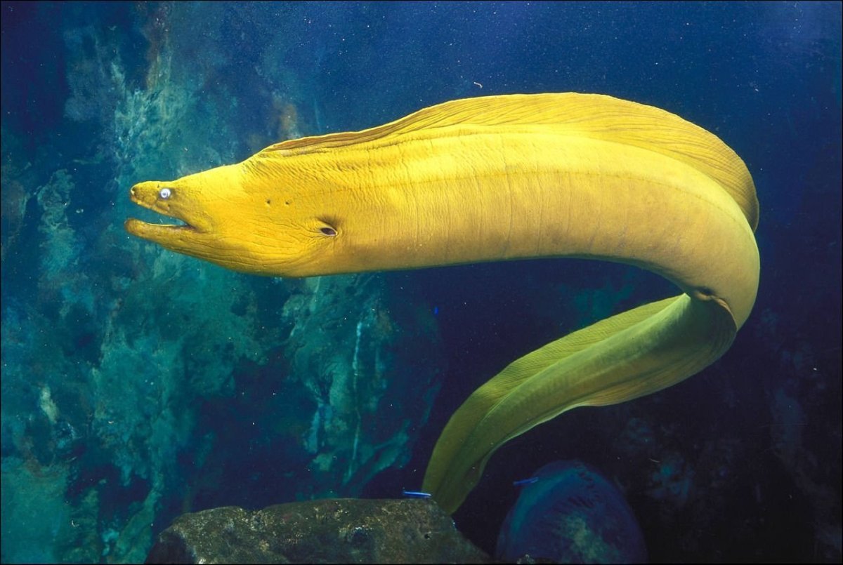 Мурена рыба желтая