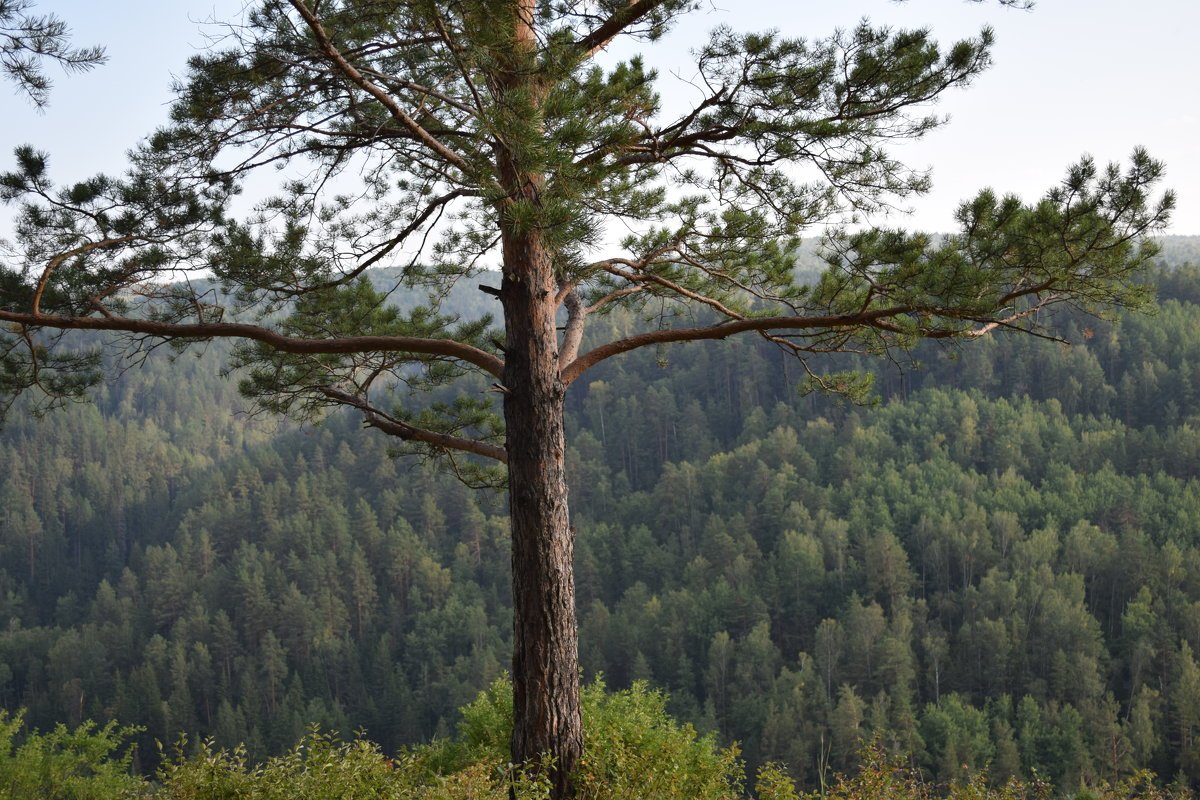 Сосна башкирская фото