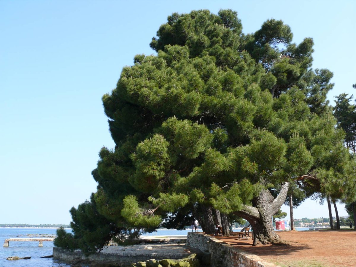 Сосна Крымская (Pinus pallasiana)