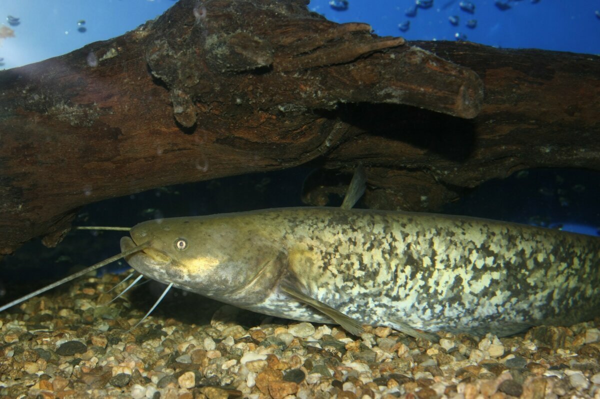 Silurus GLANIS рыба
