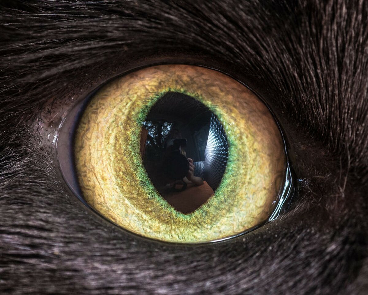 Название животного глаза. Кошачий глаз. Зрачок кошки. Необычные зрачки. Глаз крупным планом.