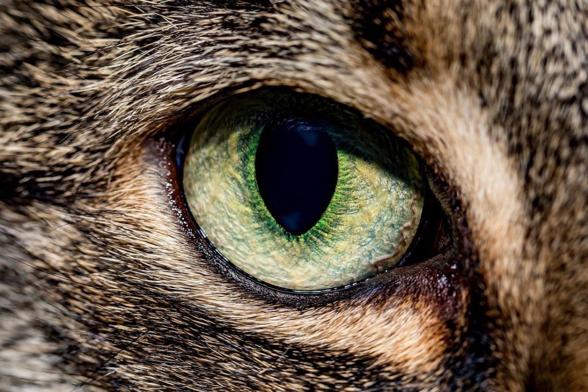 Кошачий глаз крупным планом