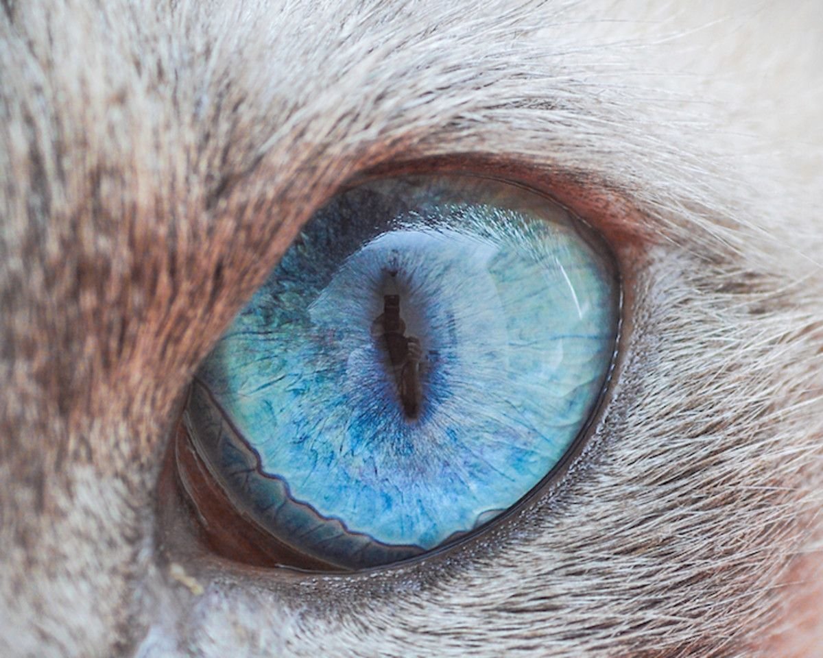 кошкины глаза картинки