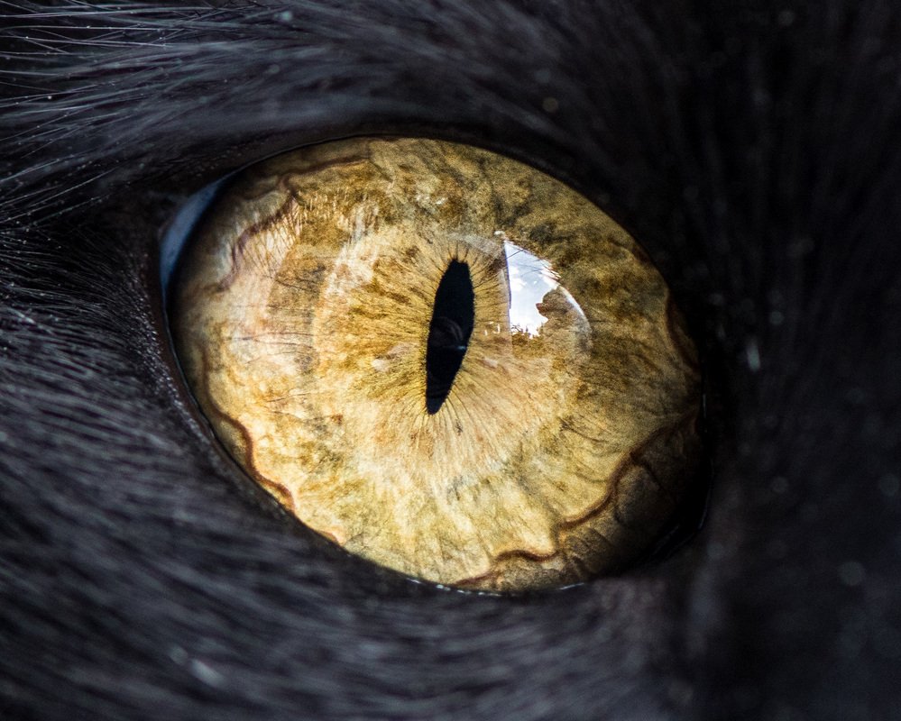 Радужка кошки. Глаза животных. Зрачки животных. Необычные глаза животных. Зрачок кота.