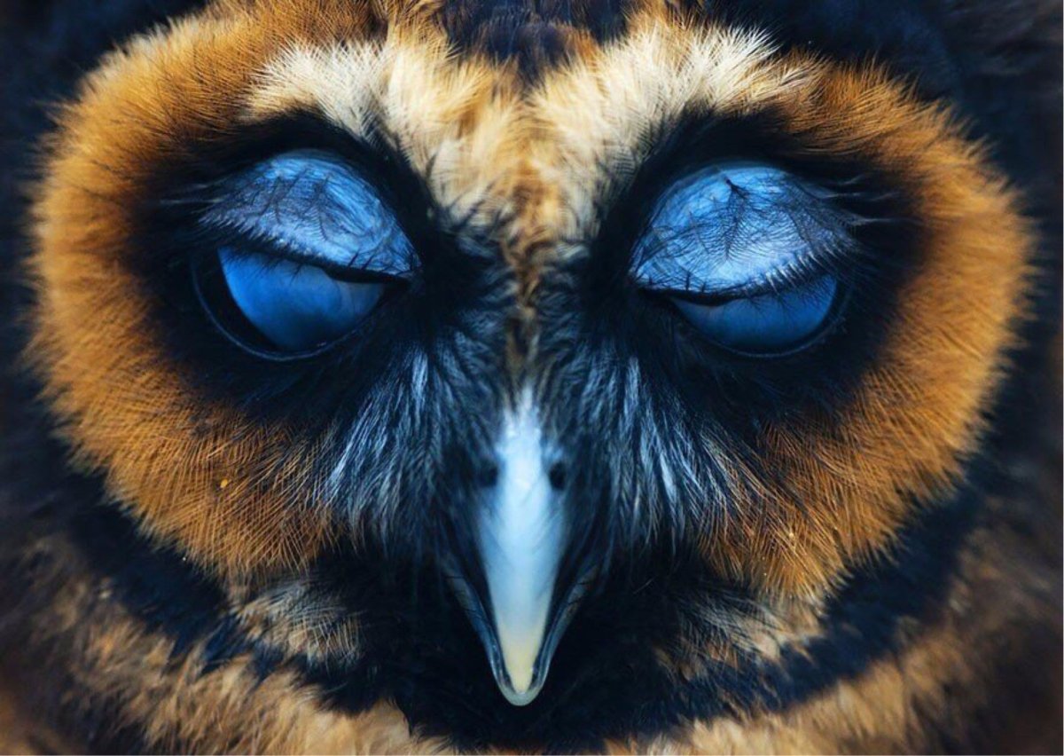 Красивые глаза животных