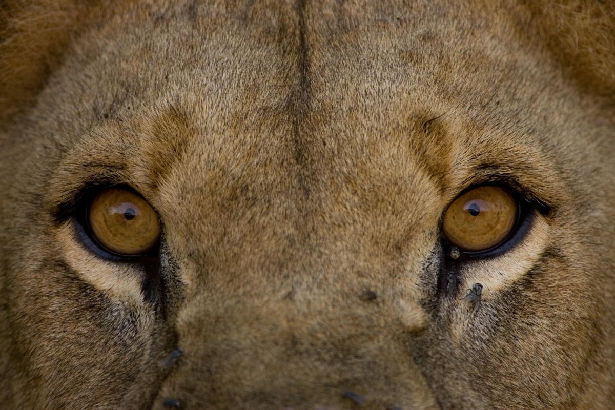 Какие глаза у зверей. Глаза животных. Глаза животных крупным планом. Необычные глаза животных. Зрачок Льва.